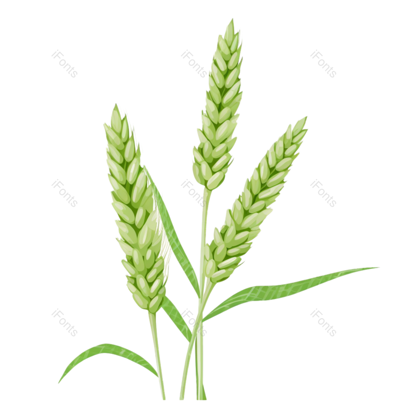 叶子图片,装饰元素,小满PNG,麦子免抠素材